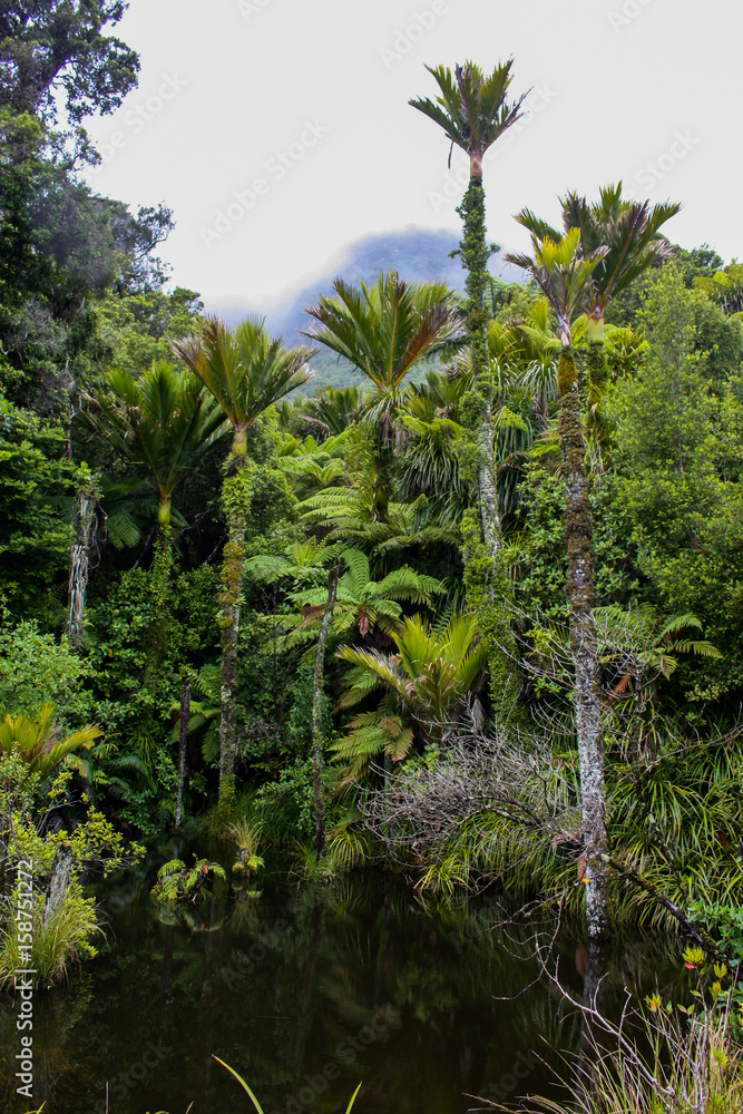 rainforest surrounding a small natural pond