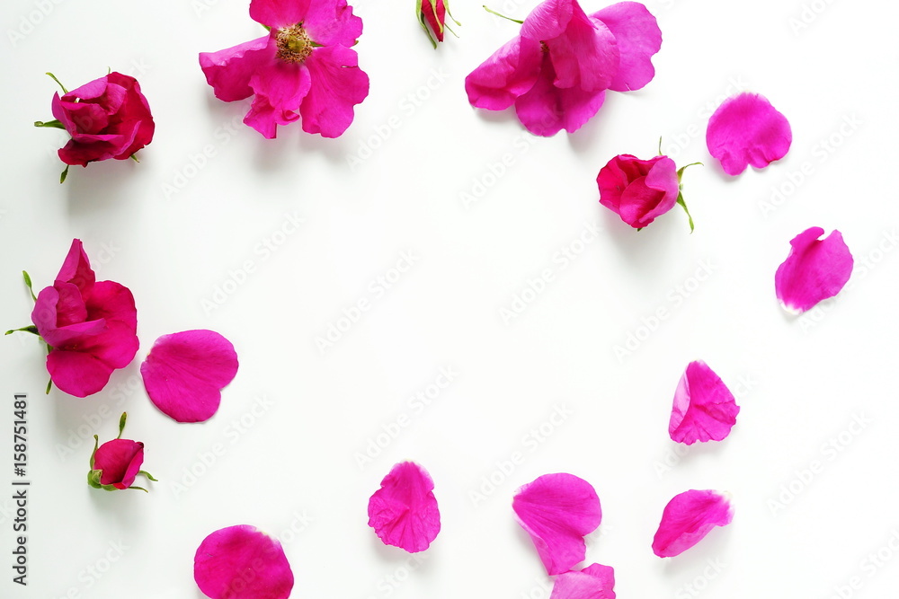 Composition of pink roses and petals on a white background Composition of pink roses and petals on a white background