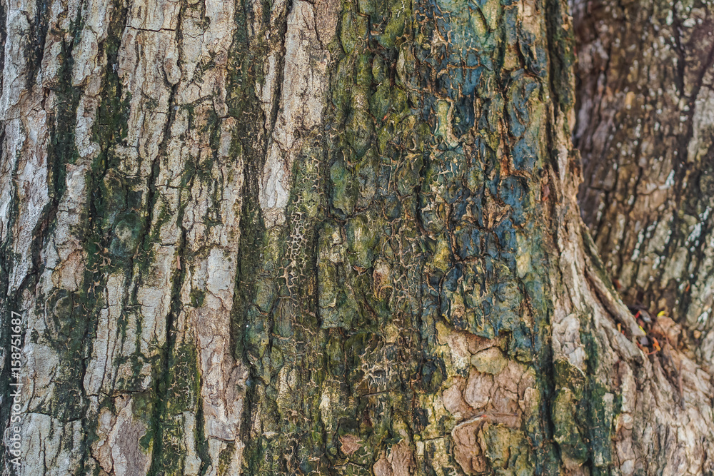 Obraz premium Bark