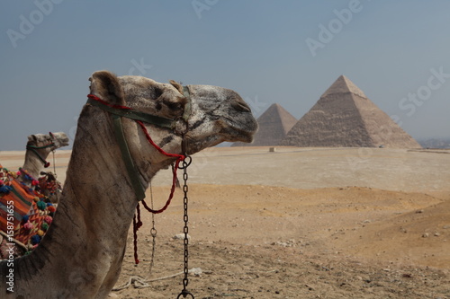 Camel   Egypt