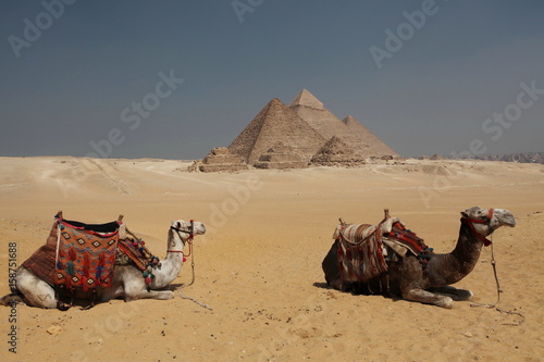 camel and pyramid Egypt