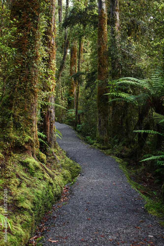 Obraz premium path winding between lush rainforest