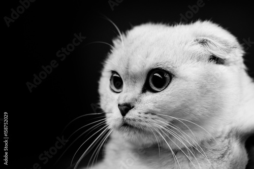 cute scottish cat - black and white animals portraits