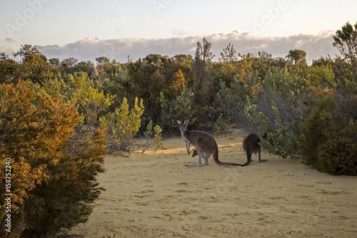 Red Kangaroo Family feeding at the bush in twilight – Western Australia