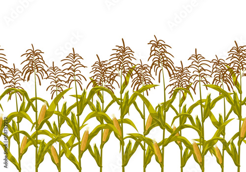 Corn maize vector seamless horizontal border pattern. Realistic botanical isolated illustration.