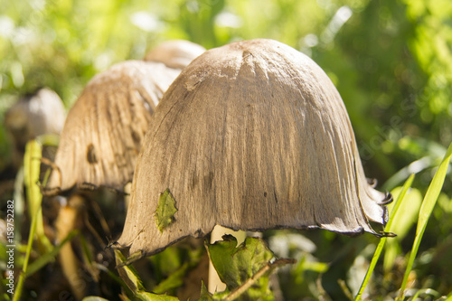 Mushrooms summer nature