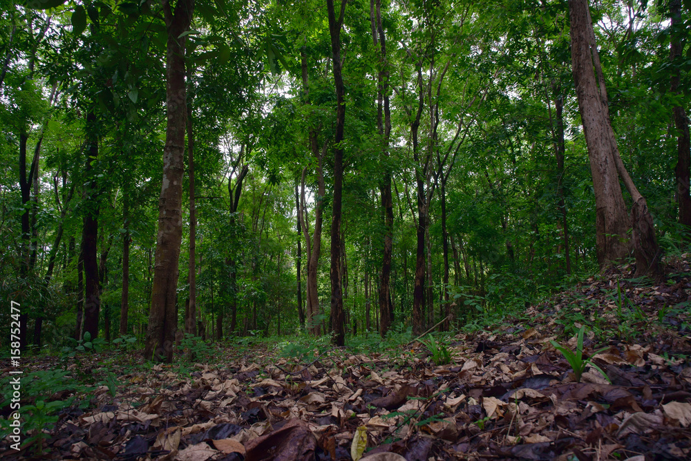Tropical Mountain Forest in the Doi Phuka, Nan Province, Thailand Tropical Mountain Forest in the Doi Phuka, Nan Province, Thailand