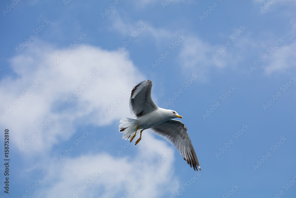Obraz premium Seagull in flight
