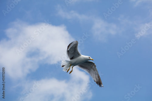 Seagull in flight