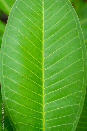 close up green trees and leaf greenery
