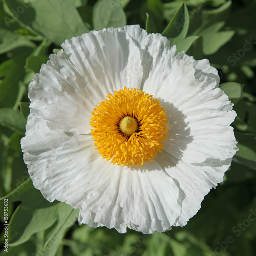 Fleur de Coulteri de Romneya photo