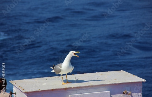 Seagull standing on a ferry boat with open beak, Tyrrhenian sea, Italy