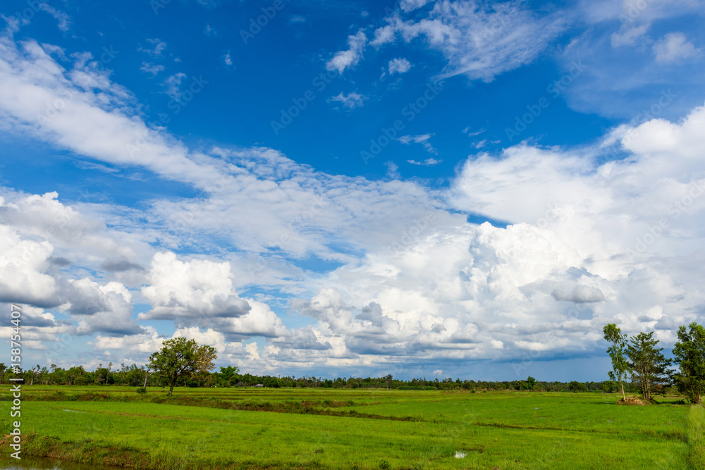 paddy field with blue sky