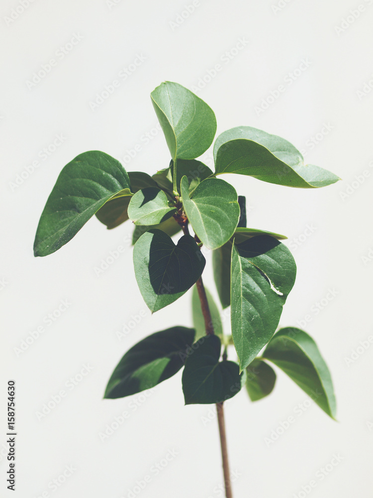 Green plant leaves on light grey background. Green plants in spring