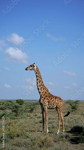 Giraffe in Serengeti  Tanzania