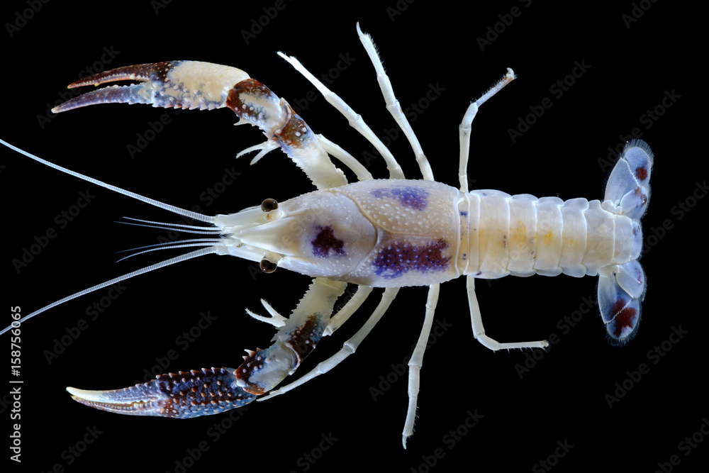 crayfish crayfish