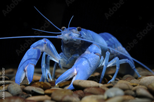 crayfish