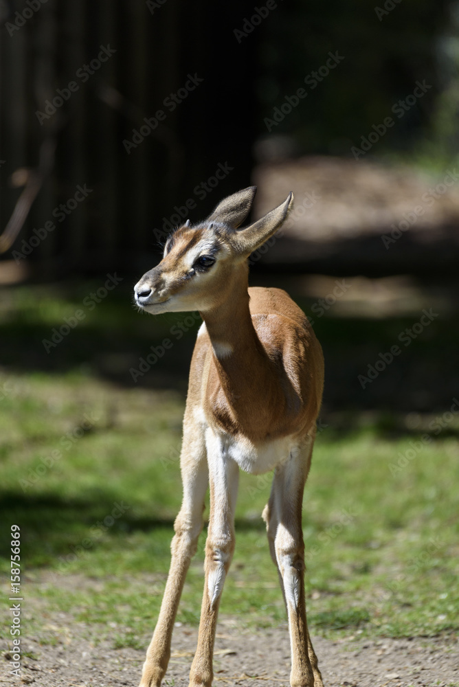 Fototapeta premium Antilope