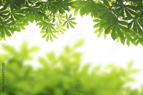 green leaves frame isolated and conner on white background