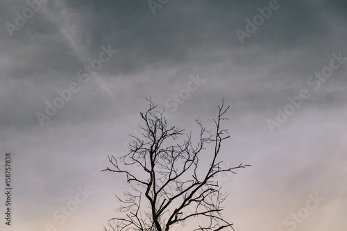 Tree Branches © Studio.SS