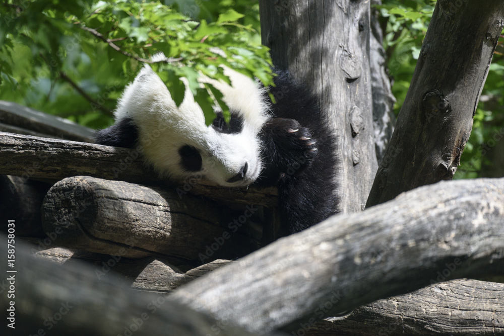 Fototapeta premium Panda