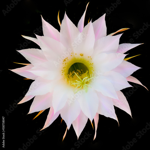Flower of cactus