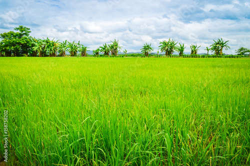 Beautiful cloud, Blue sky and Rice field, Paddy field in Thailand