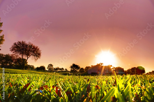 grass filled with dew on a sunrise morning photo