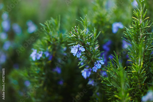 Fototapeta Naklejka Na Ścianę i Meble -  Rosmarin flowers and branches in garden