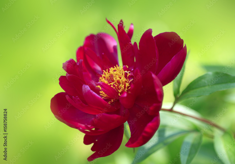 red peony