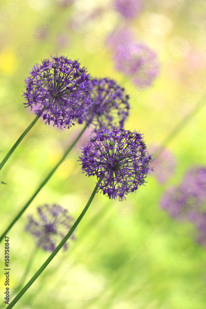 Obraz premium allium (wild garlic)