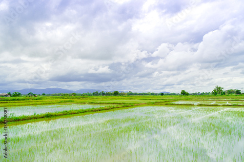 Beautiful cloud  Blue sky and Rice field  Paddy field in Thailand
