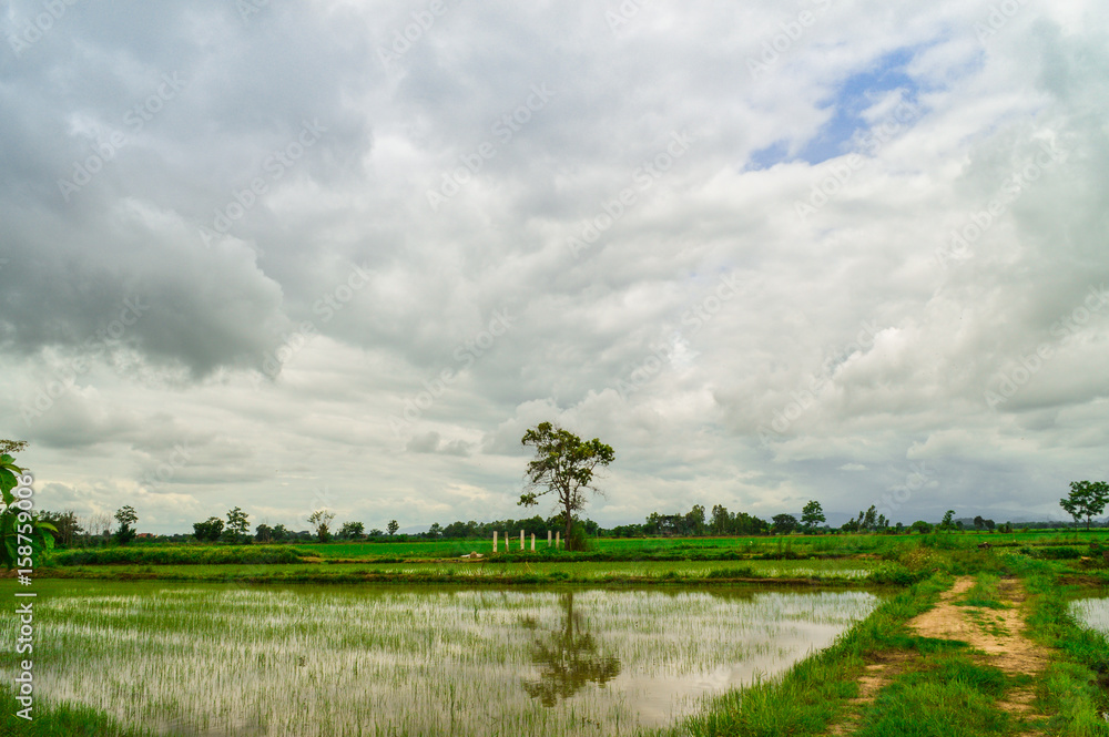 Beautiful cloud, Blue sky and Rice field, Paddy field in Thailand