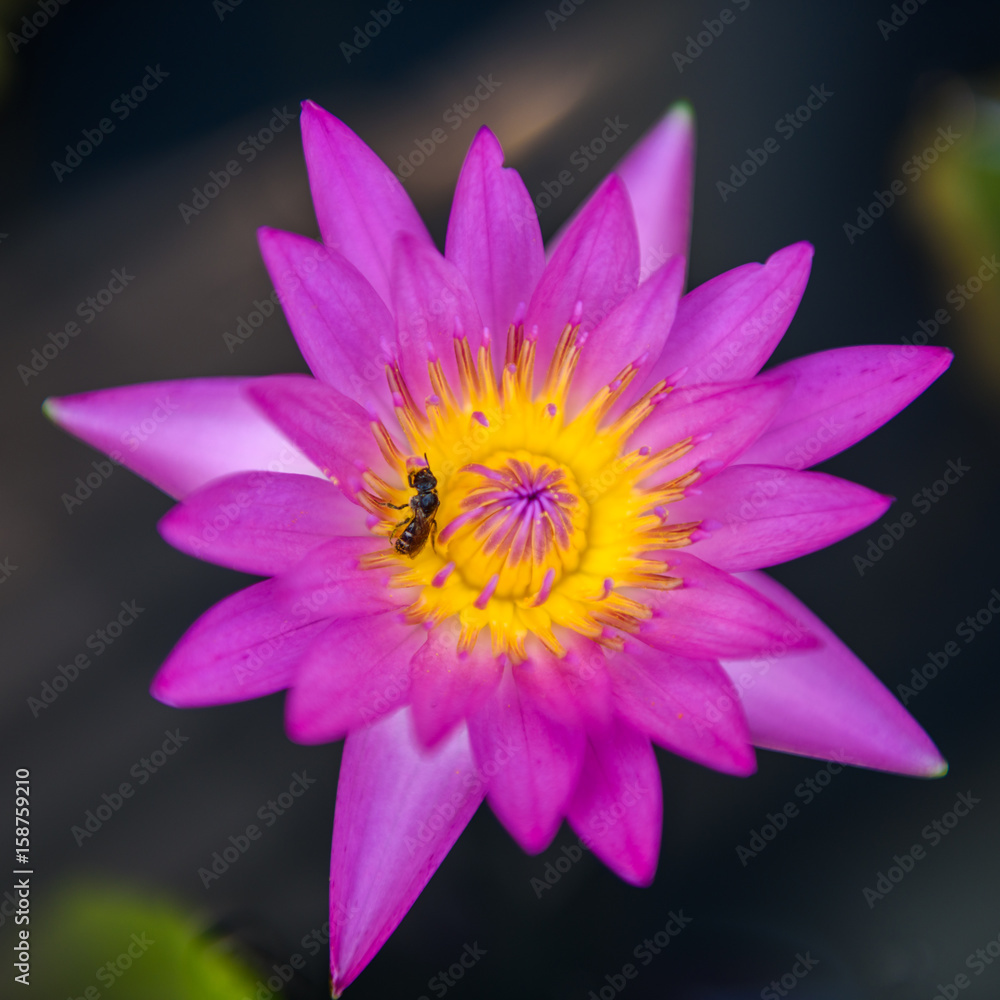  Purple lotus flower blooming at summer.