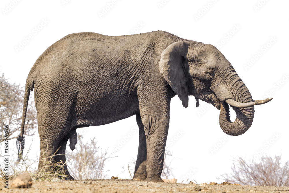 Fototapeta premium African bush elephant isolated in white background