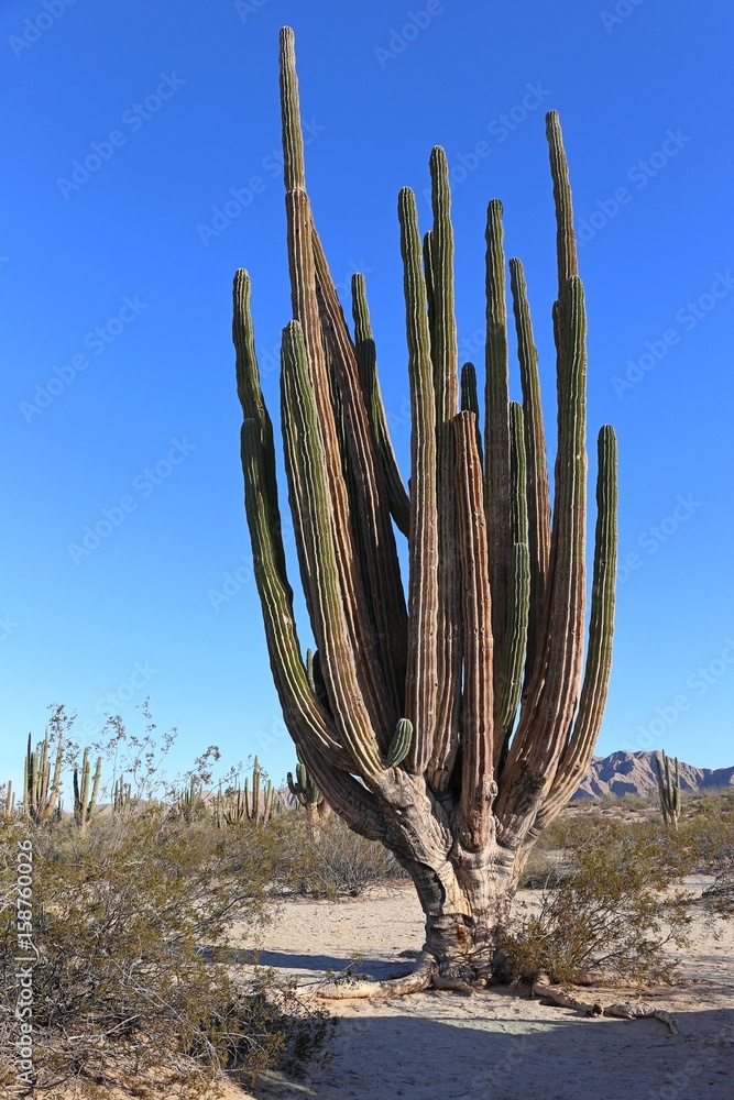 Large elephant Cardon cactus at a desert with blue sky, Baja California, Mexico. Large elephant Cardon cactus at a desert with blue sky, Baja California, Mexico.