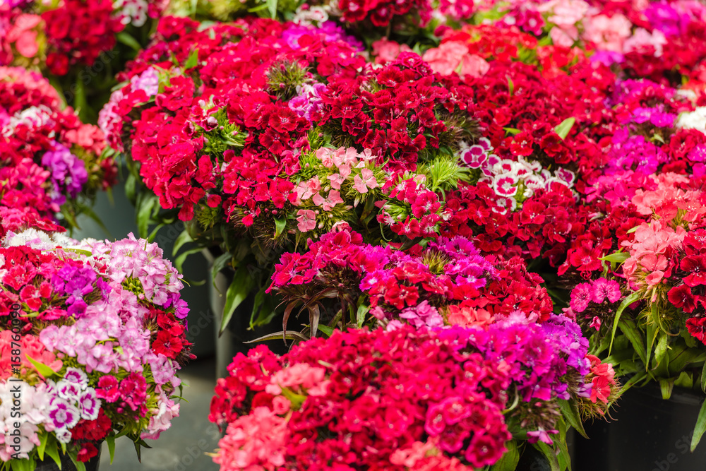 Beautiful carnation flowers at an european market Beautiful carnation flowers at an european market