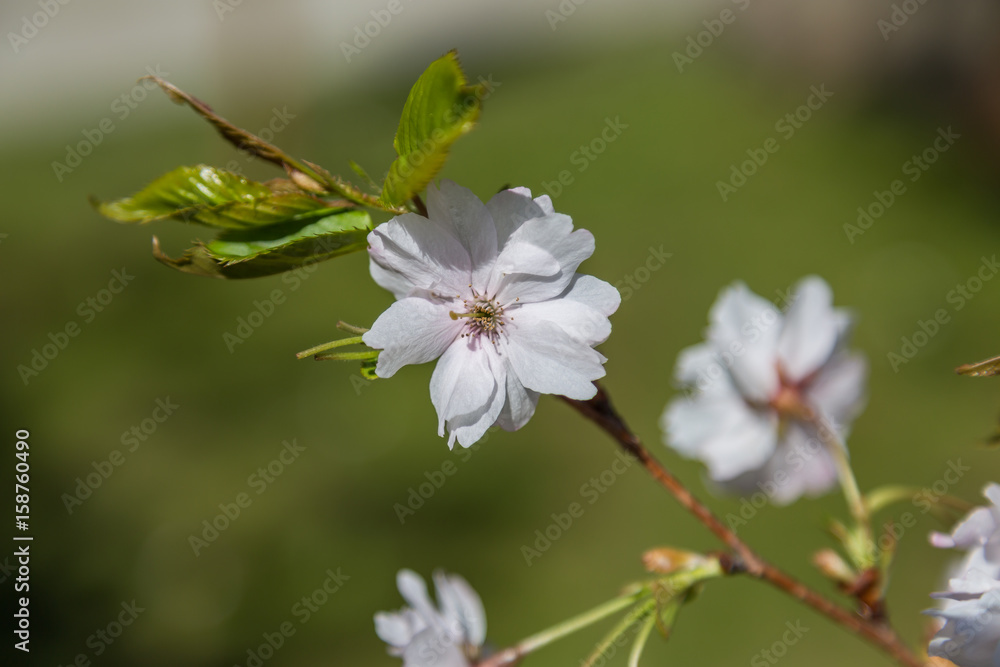 Blooming Branch Blooming Branch