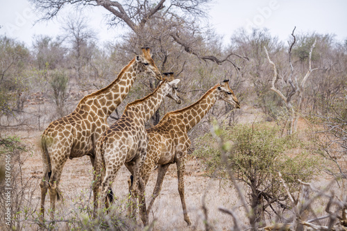 Giraffe in Kruger National park  South Africa