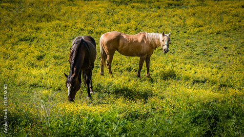 Two horses grazing in a field of yellow flowers on a sunny spring day © frank1crayon