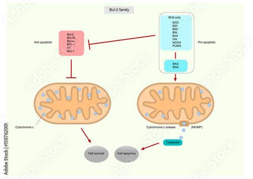 Outline of the Bcl-2 family, specific proteins that control apoptosis into the mitochondria