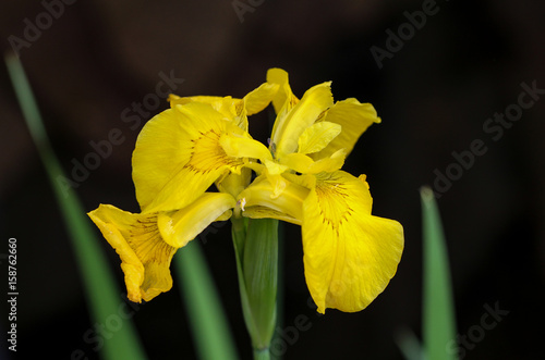 Wasserlilie gelbe Sumpf-Schwertlilie (Iris pseudacorus) photo