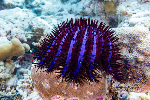 Sea star crown of thorns eating corals in maldives photo