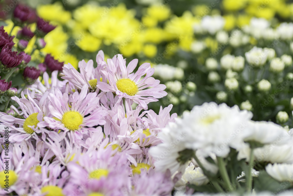 Beautiful flower garden Beautiful flower garden