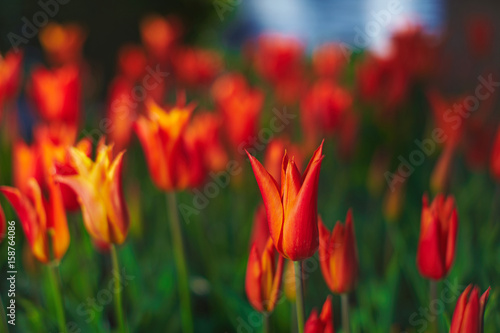 Red tulip background outside spring
