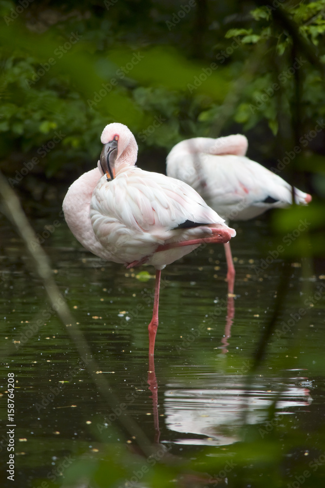 Flamingos during body care at the romantic pond