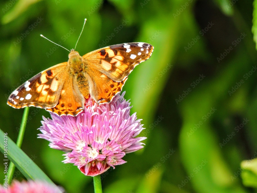 Obraz premium American Painted lady butterfly insect : vanessa cardui