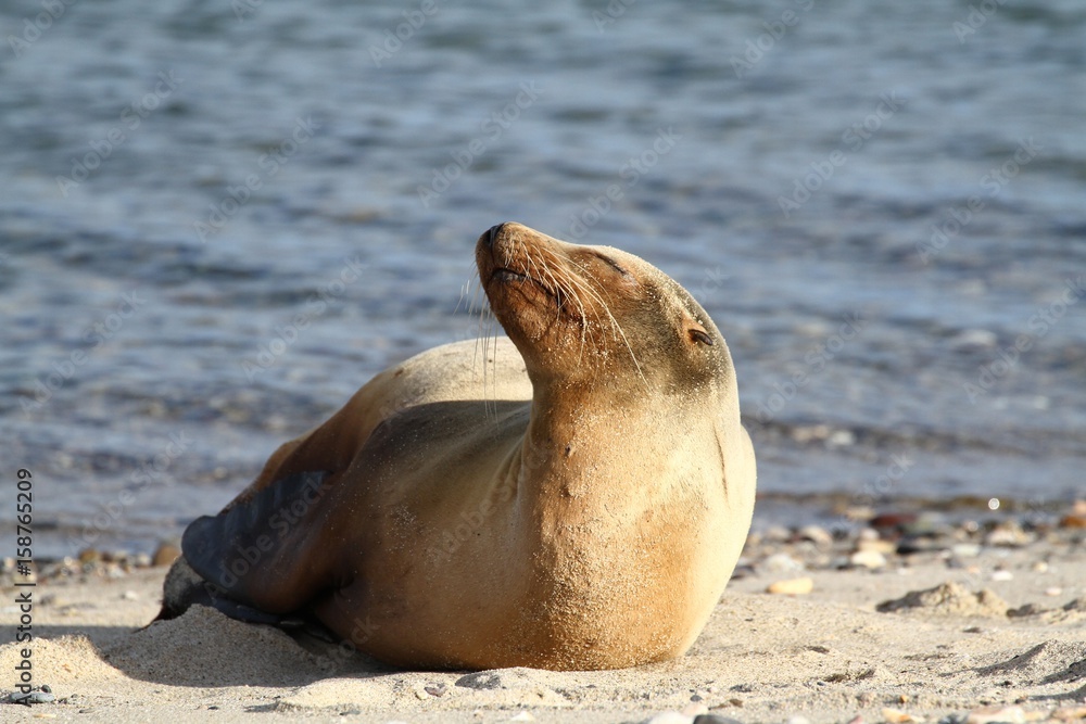 Fototapeta premium Sea Lion on the Beach, Baja California, Mexico