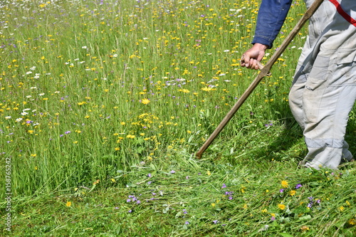 mowing the grass traditional way with the scythe 
