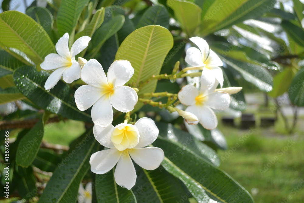 Obraz premium plumeria